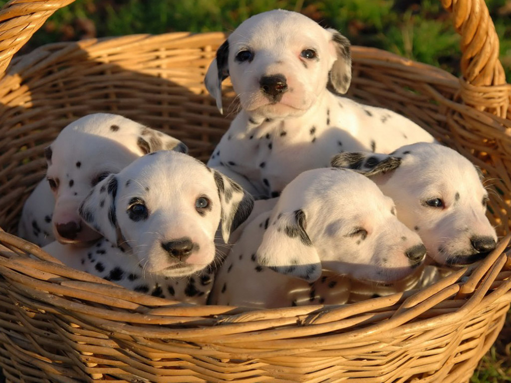 Can Older Dogs Survive Parvo Can Older Dogs Survive Parvo