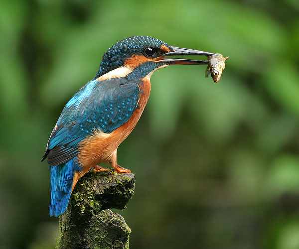 Bird Flower and Fish Kingfisher