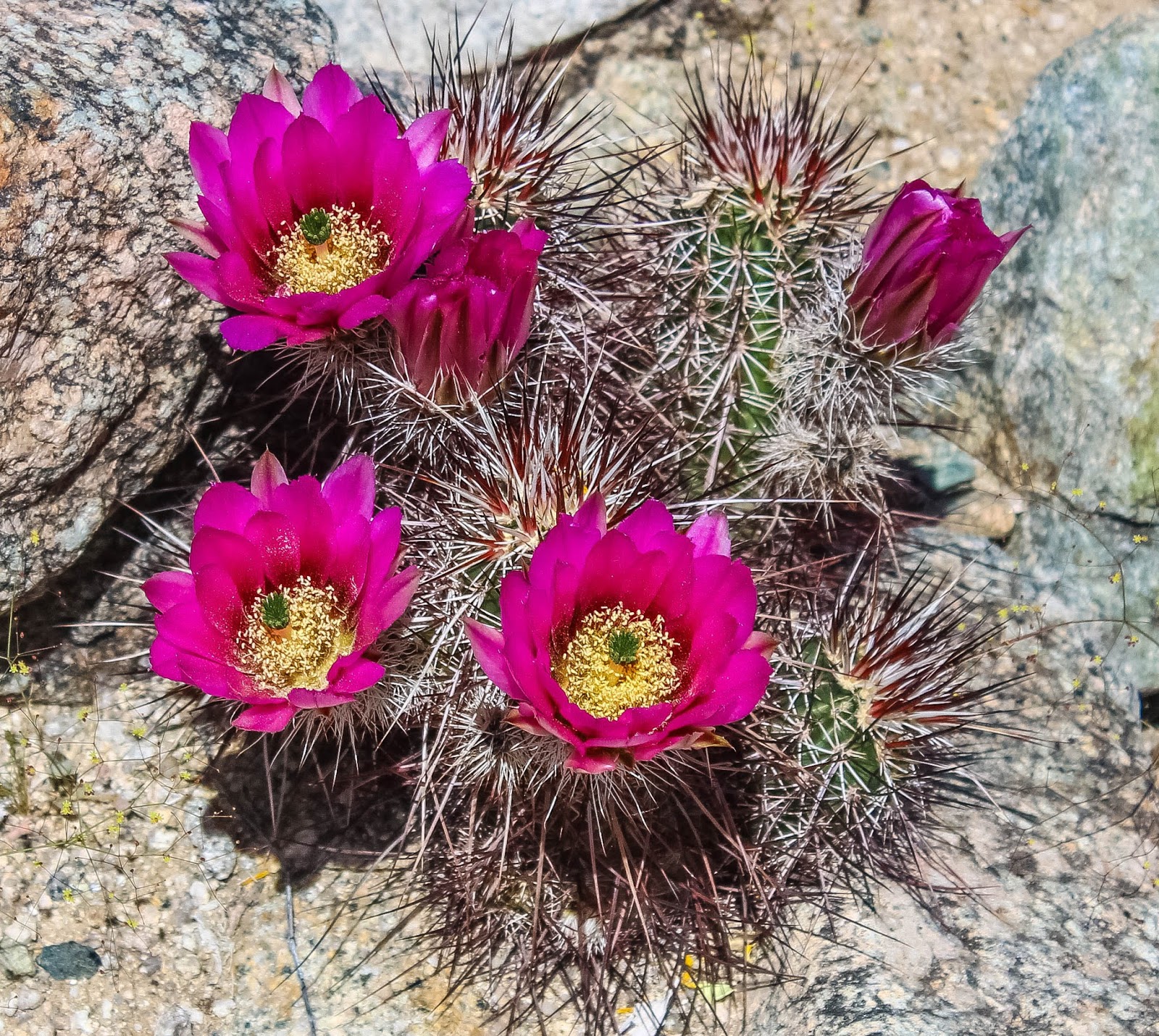 Cannundrums Hedgehog Cactus 2017