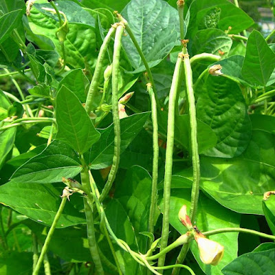 Kết quả hình ảnh cho hoa Äáºu dải áo