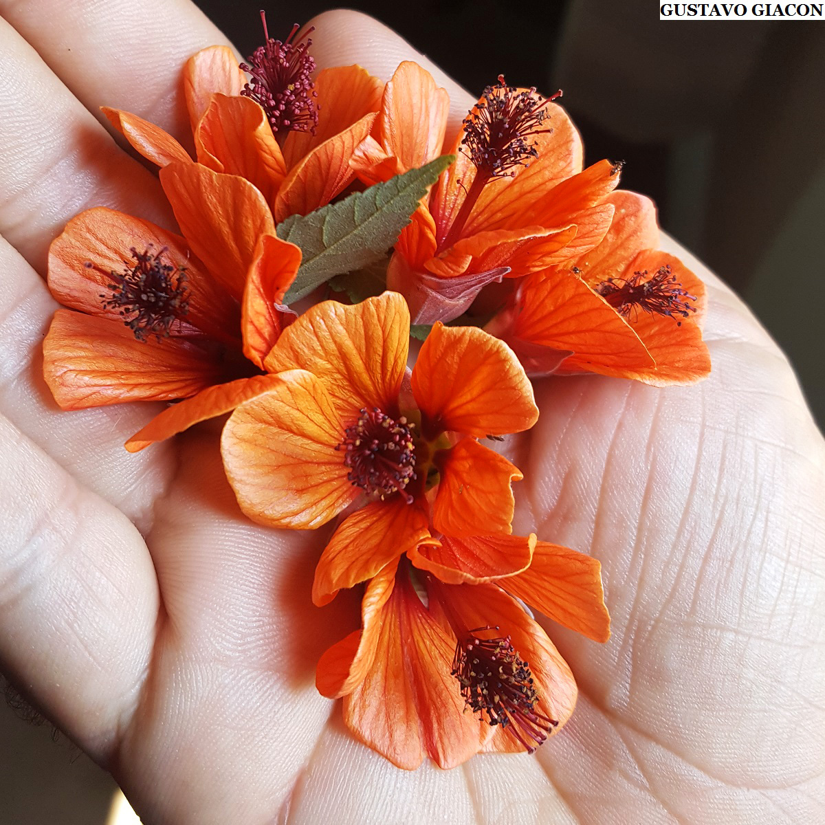 Viveiro Ciprest - Plantas Nativas e Exóticas: Abutilon Laranja de Flores  Abertas ( Abutilon x hybridum )