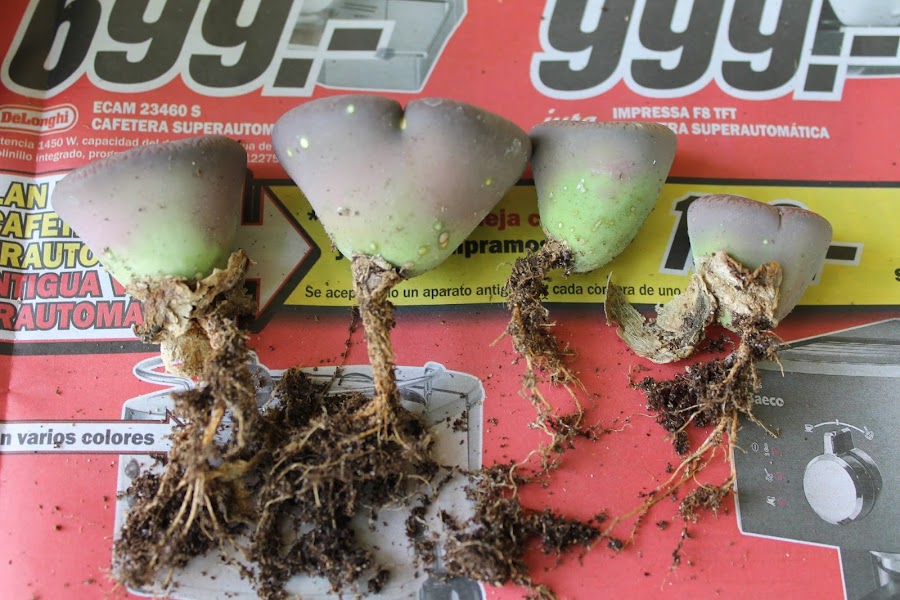 lithops a raíz desnuda