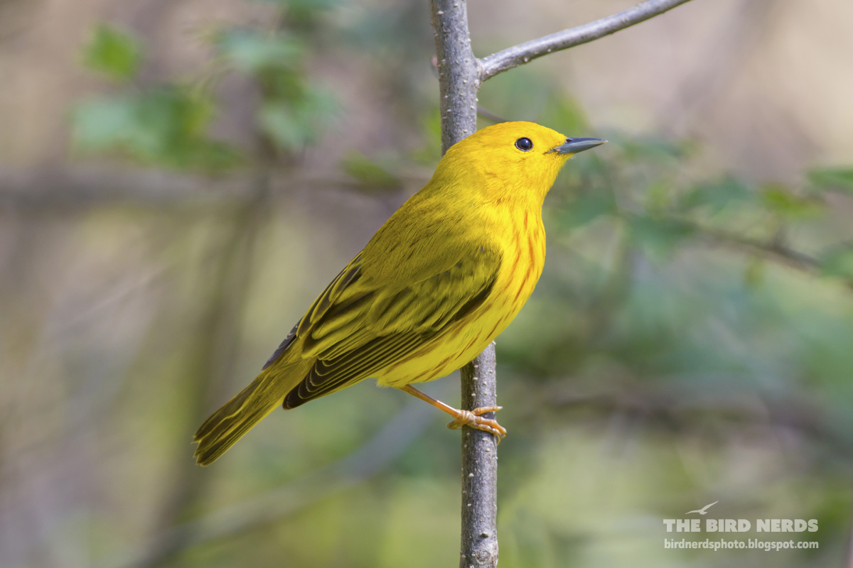 the bird nerds bird photography blog bird photography the bird nerds bird photography blog bird photography