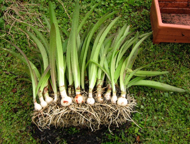 Plants & Such: Amaryllis Overload