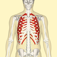 Ribs (tulang iga/rusuk) Ribs (tulang iga/rusuk)