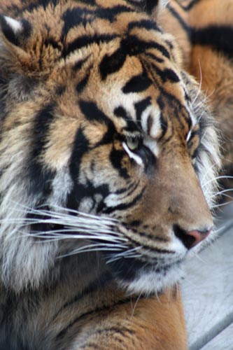 Sumatran Tiger Sumatran Tiger