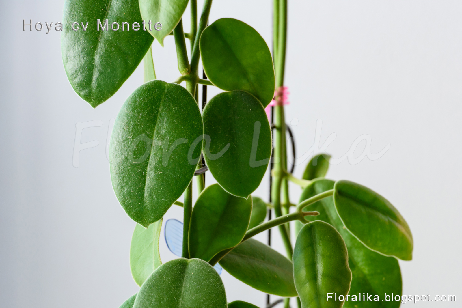 Floralika: Hoya cv Monette