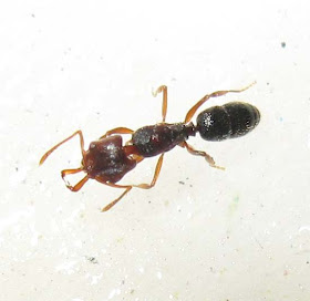 Queen of Anochetus ant
