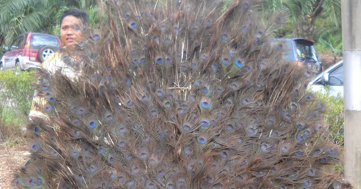 Barongan Jawa Tengah