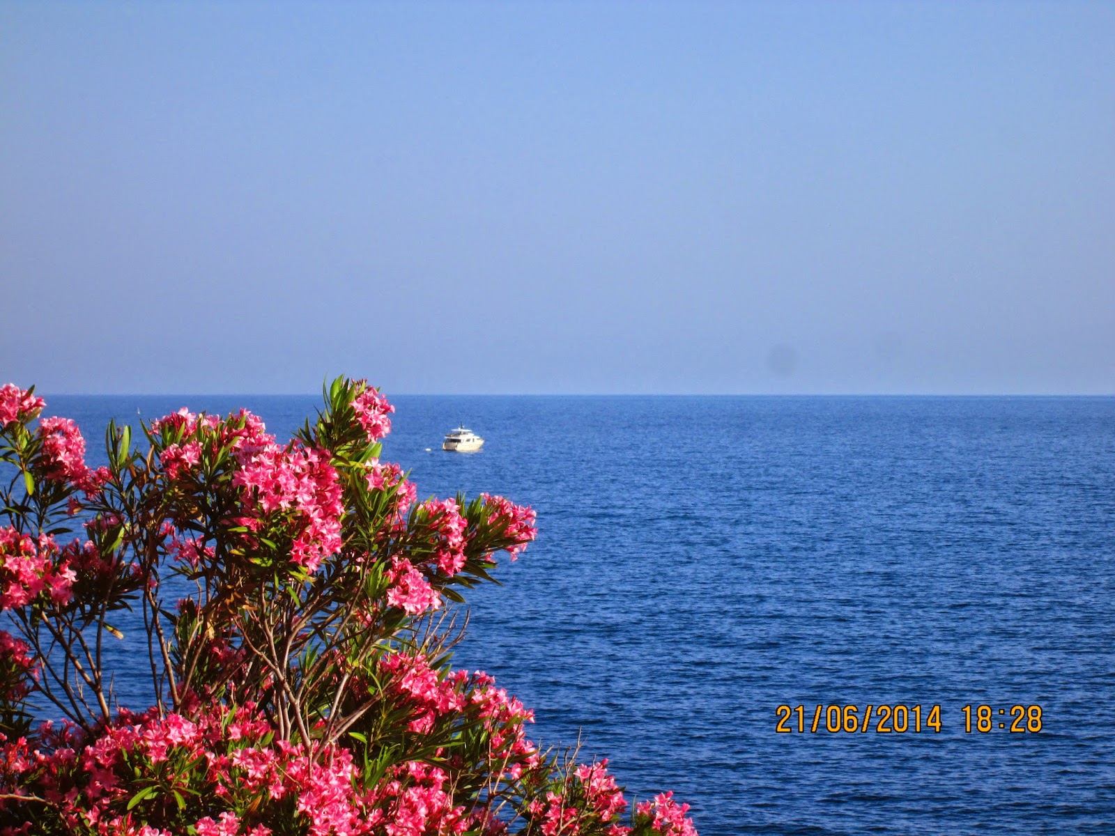 Vernazza Pink flowers and sea view