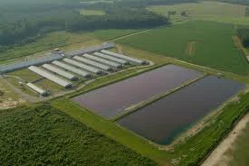 pig farms in the philippines