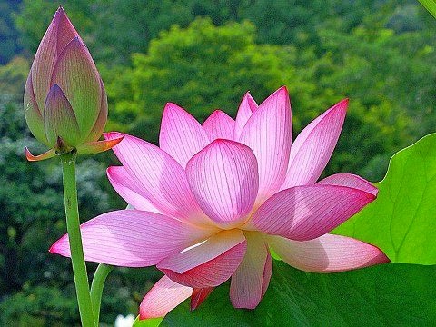 Flor de Lotus