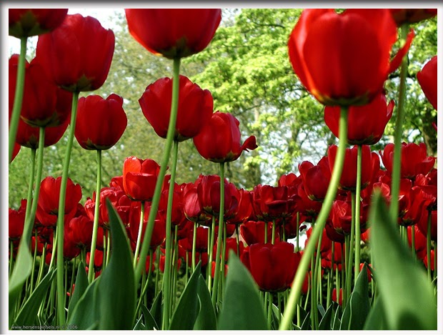 Gambar Bunga Rojas Merah Gambar Hidup