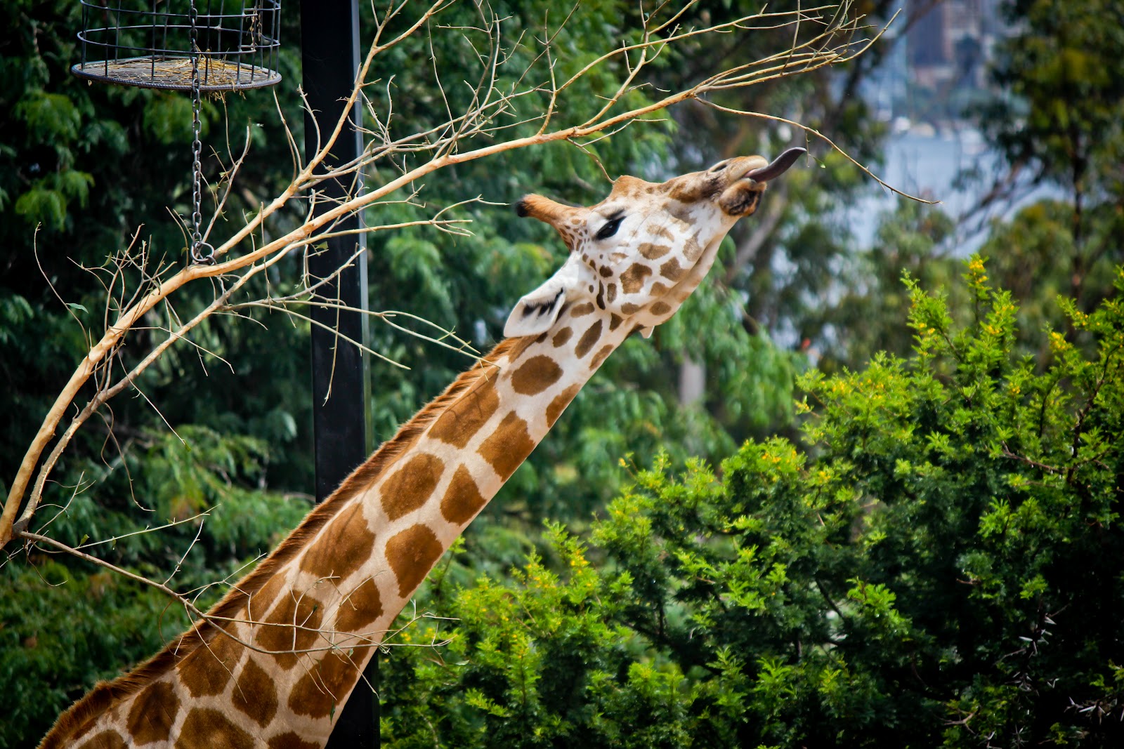 Meet Me In Montauk a photographic blog Taronga Zoo The Animals