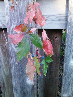 virginia creeper with red (pink?) leaves