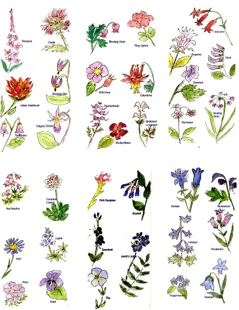 Images Of Different Types Of Flowers With Names Images Of Different Types Of Flowers With Names