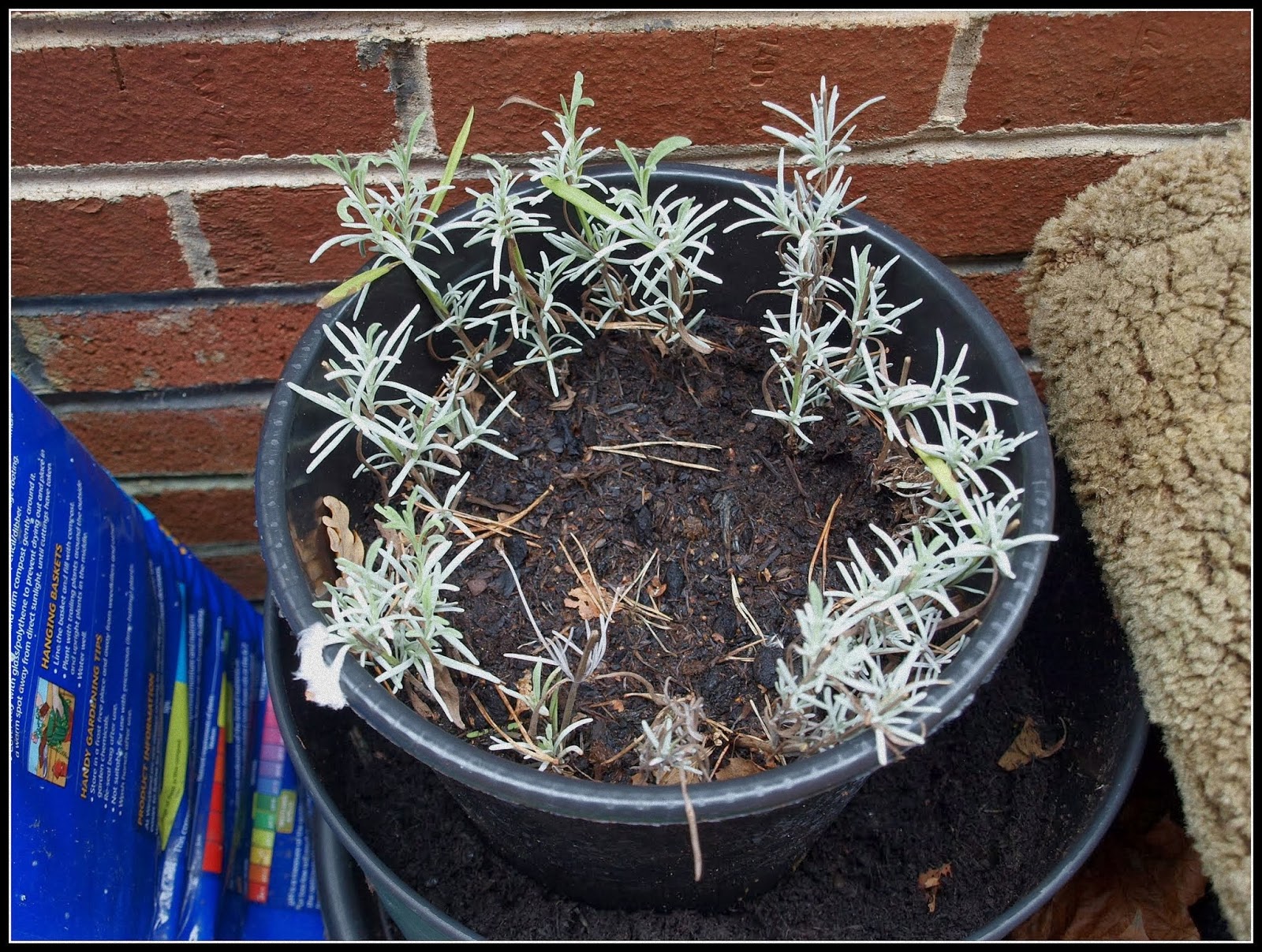 Mark's Veg Plot Lavender cuttings