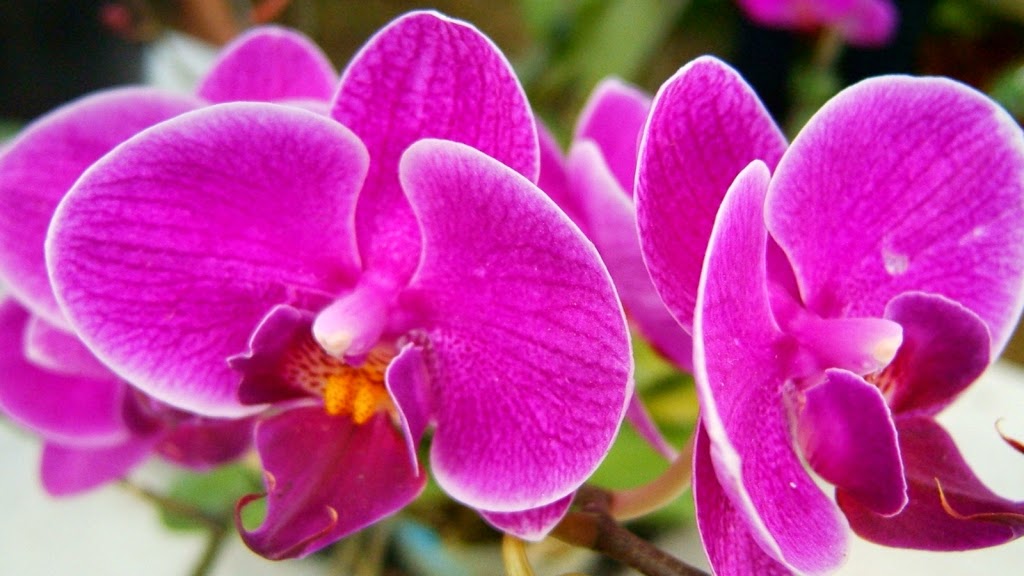 10 Gambar  Bunga  Cantik  dan  Indah  Gambar  Top 10