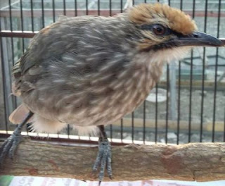 Burung Cucak Rowo - Penyakit Umum yang Sering Menyerang Burung Cucak Rowo - Penangkaran Burung Cucak Rowo