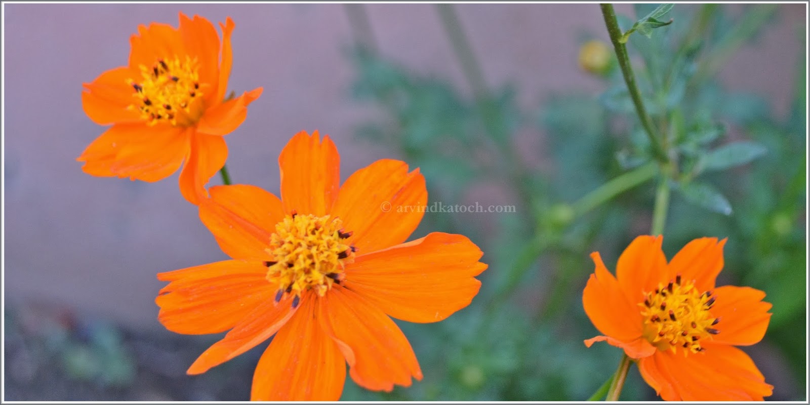 Beautiful Seasonal Orange Flowers with Yellow Center (Garden Flowers)