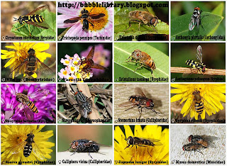 B u B b L e L i B R A R Y: Where do flies go in the winter?