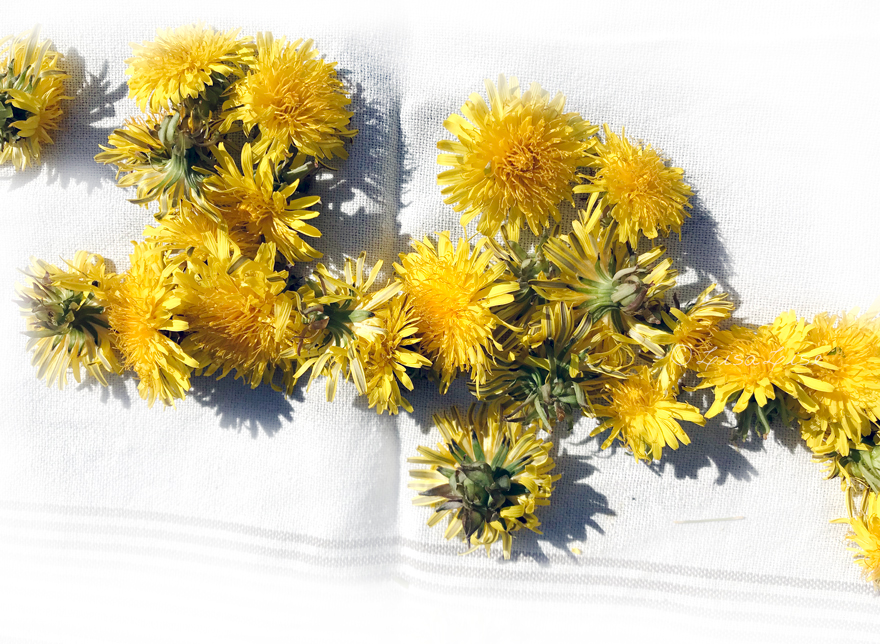 Dandelions for Skincare How to Dry the Blossoms
