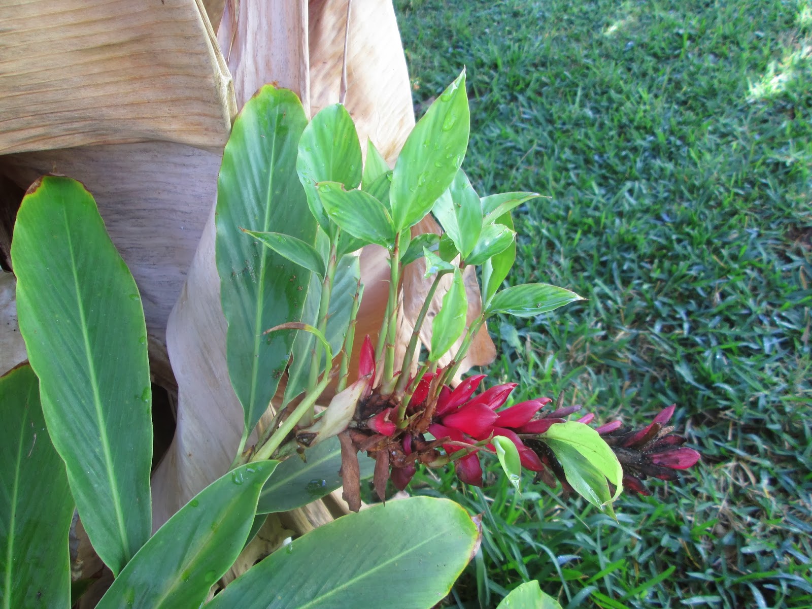 Red ginger plant hawaii