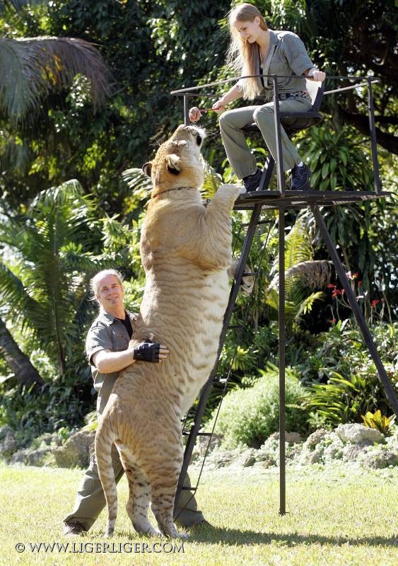 Liger Hércules, o maior felino do mundo