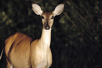 What Do Deer Hear What Do Deer Hear