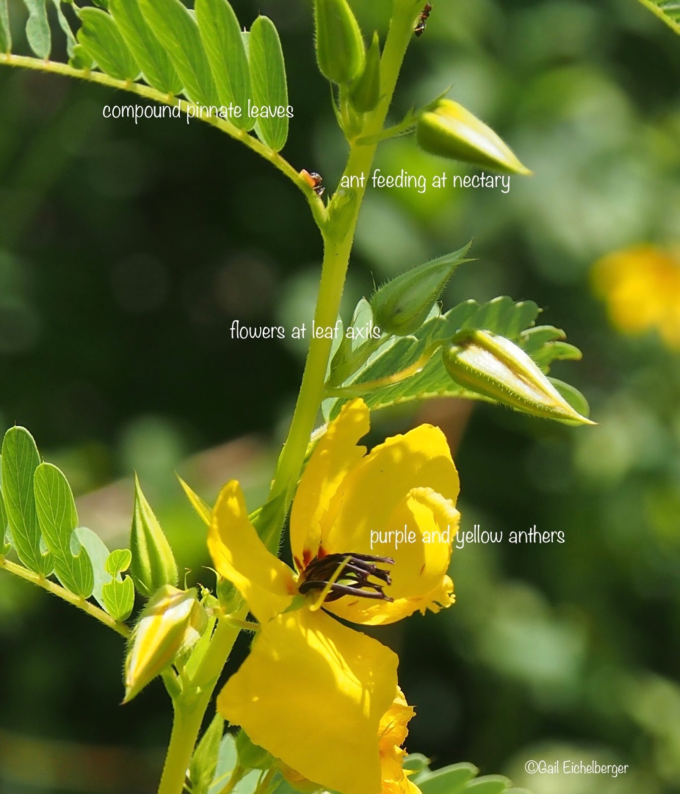 partridge pea seedling partridge pea seedling