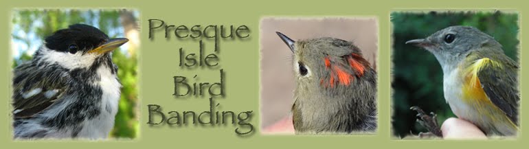 Presque Isle State Park Bird Banding