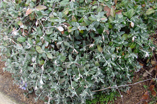 Olivillo (Teucrium fruticans L.).