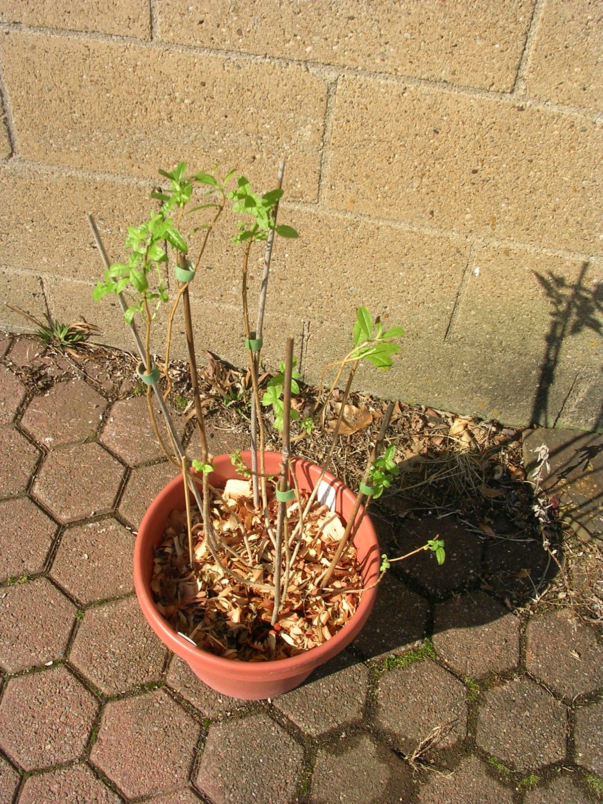 Lemon Verbena Lady's Herb Garden What A Difference A Day Makes or a