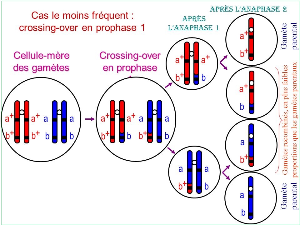Le brassage intrachromosomique et interchromosomique Bio faculté