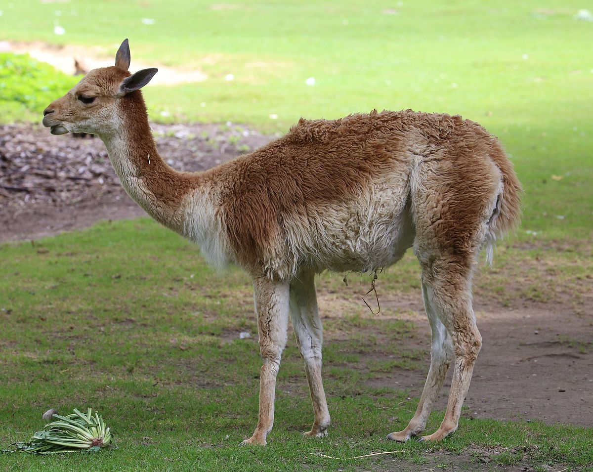 wool yielding animals Scribd india