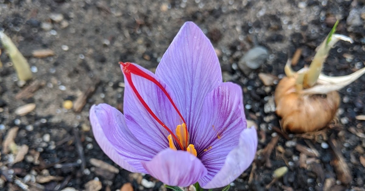 Growing Saffron Munchie Musings