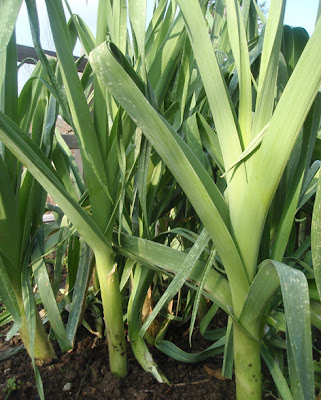 cultivo de puerros en cajonera