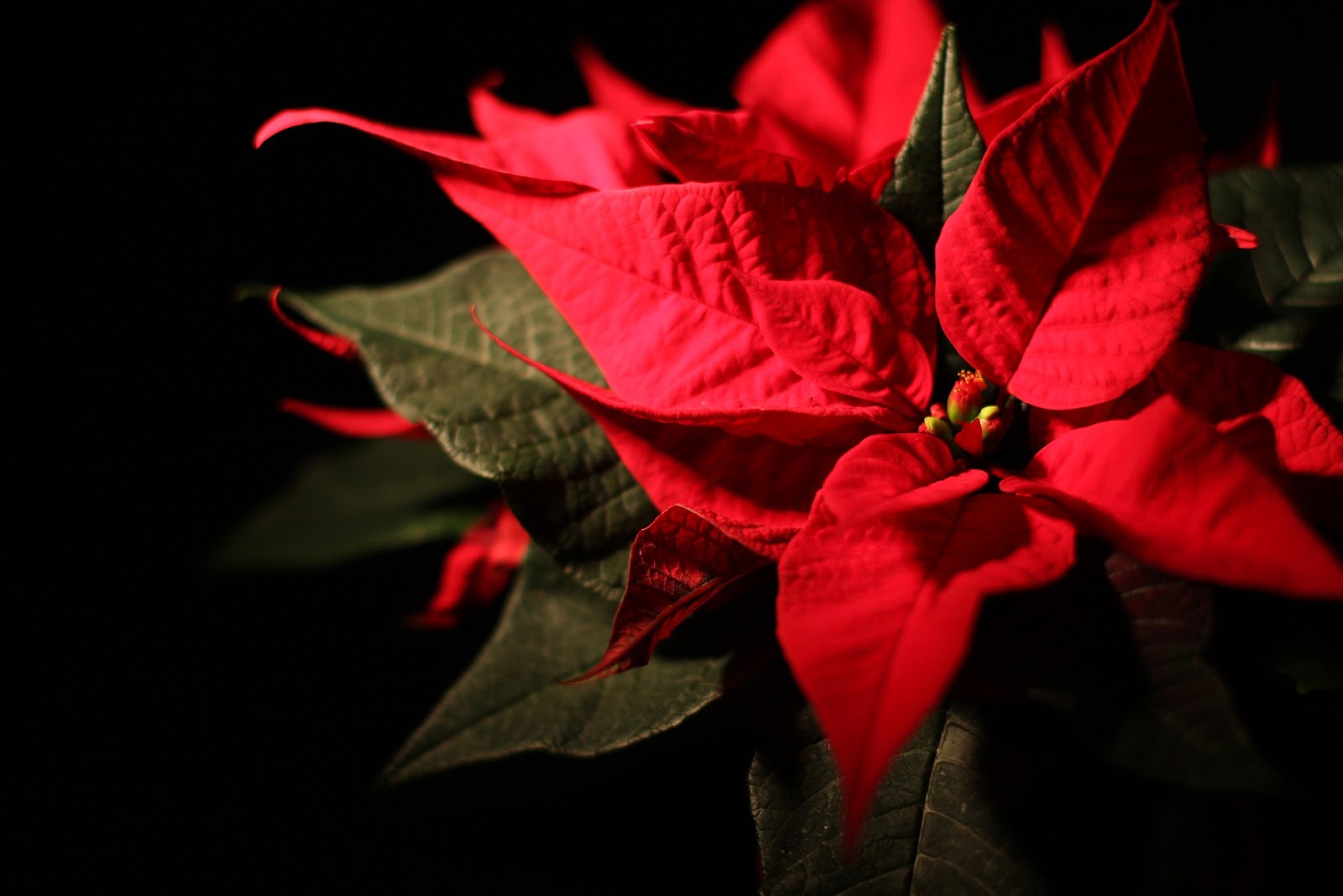 Flor de Nochebuena (Euphorbia pulcherrima)
