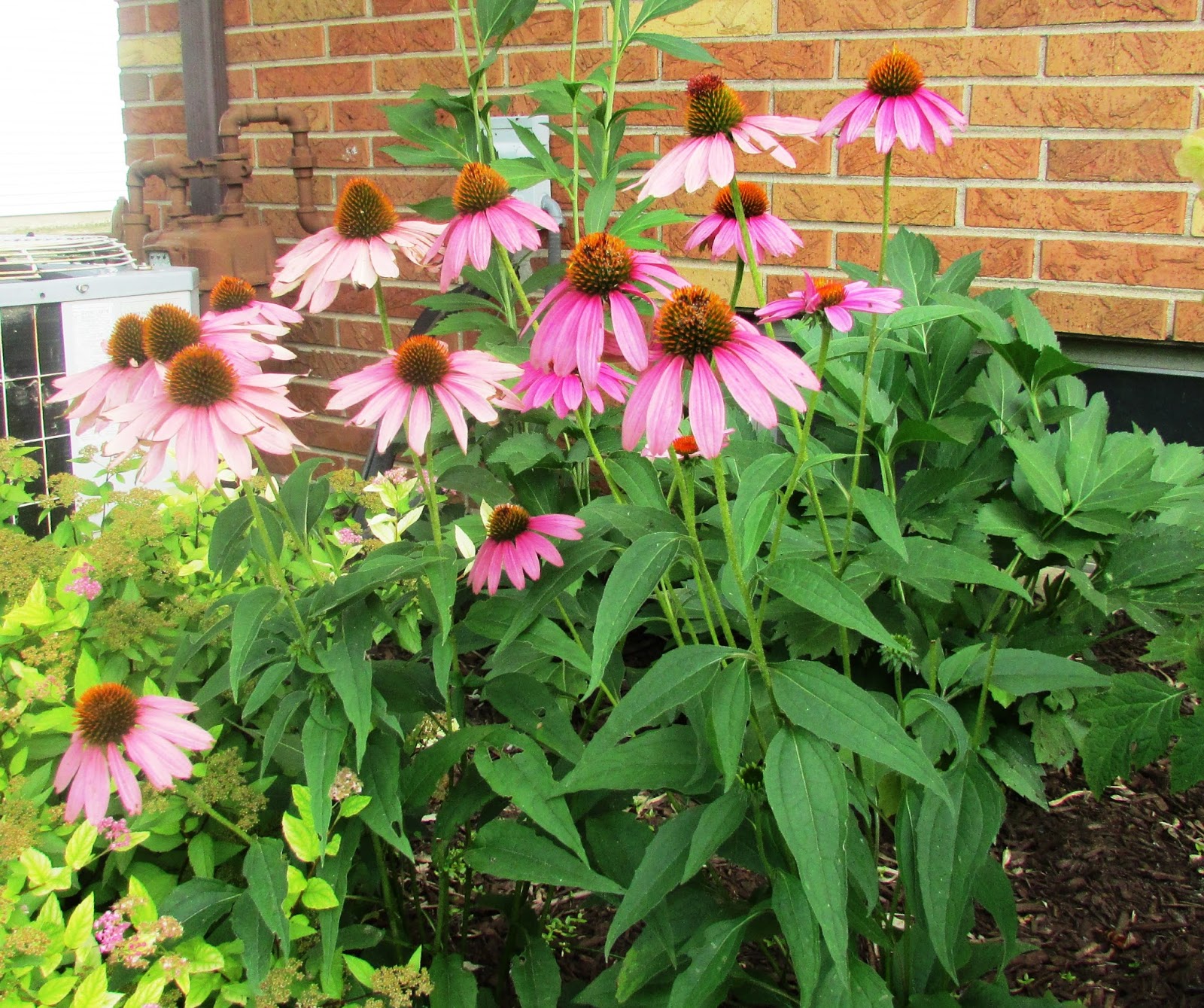 Backyard Blooms a Summer Garden Tour Rustic & Refined