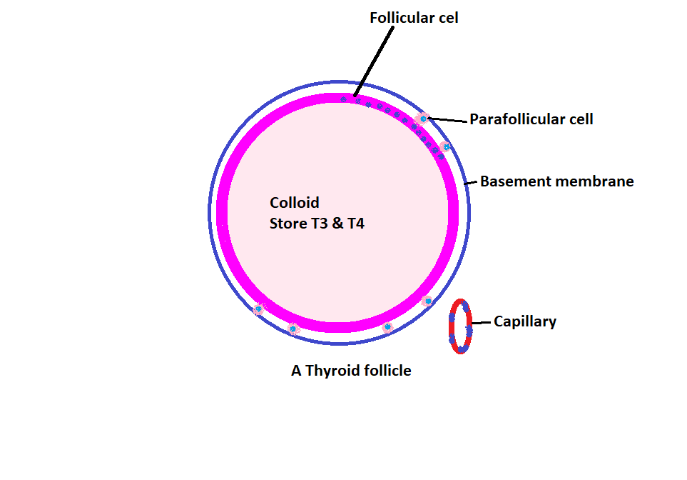 easyhumanatomy: Follicular cells of thyroid gland : summary