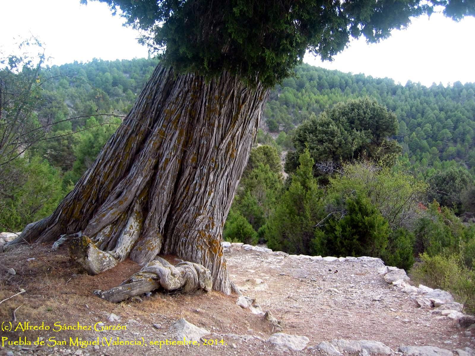 puebla-san-miguel-sabinas-juniperus thurifera