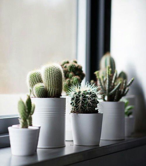 decoracion con cactus