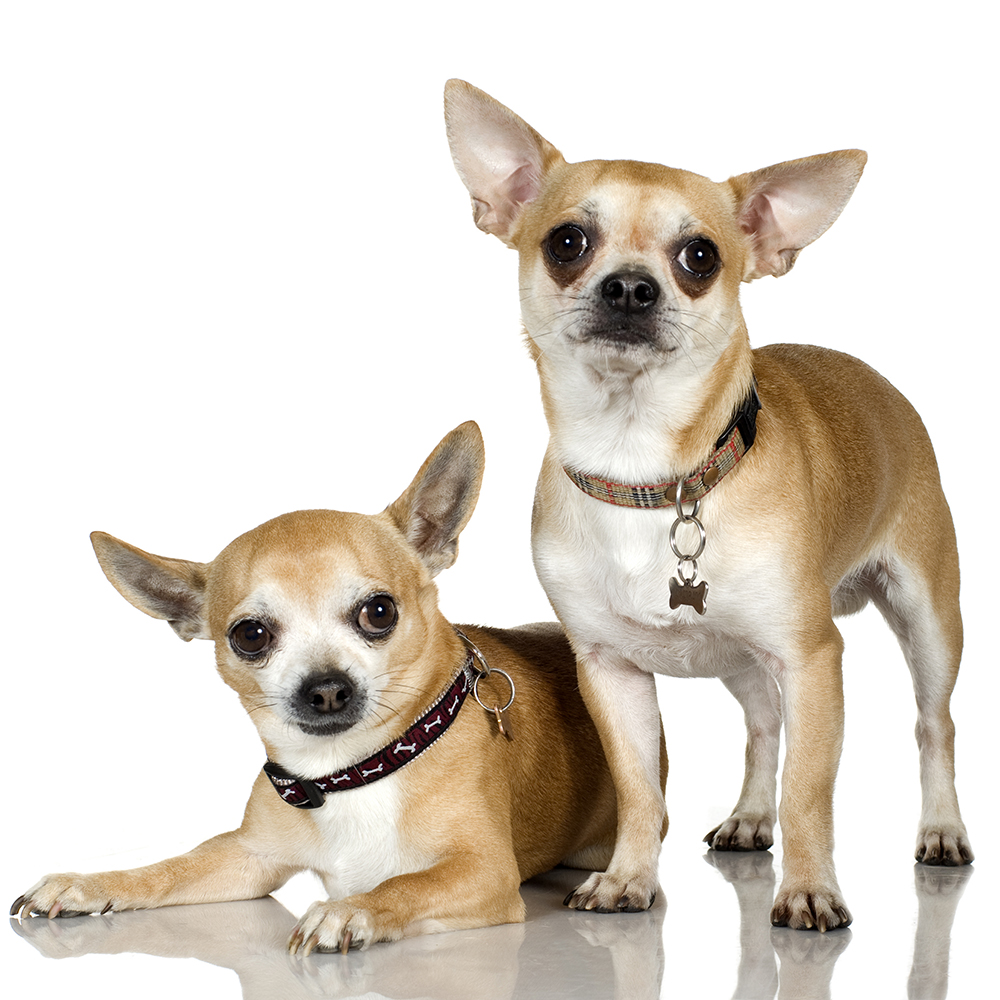 Animal General Hospital Breeds Chihuahua!!