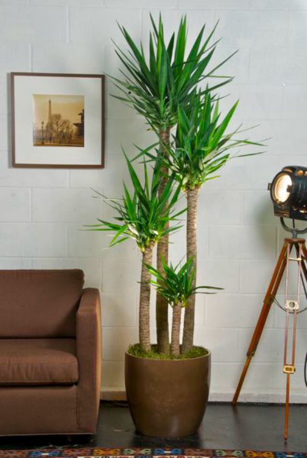 Incorporating House Plants Into Your Decor