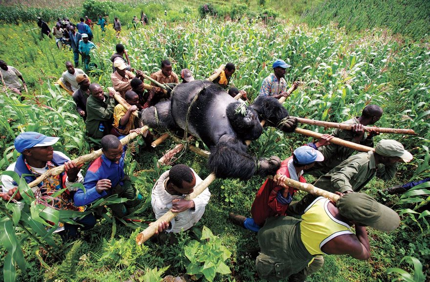 #41 Gorilla In The Congo, Brent Stirton, 2007 - Top 100 Of The Most Influential Photos Of All Time #41 Gorilla In The Congo, Brent Stirton, 2007 - Top 100 Of The Most Influential Photos Of All Time