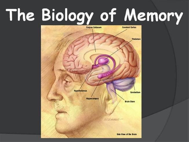 The Biology of Memory