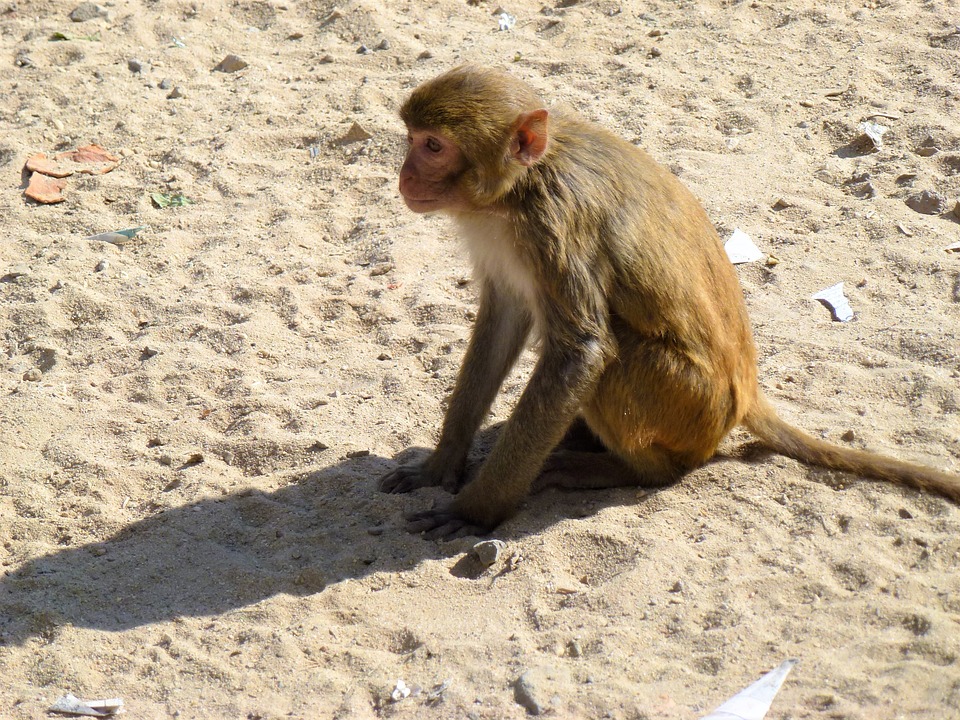 Monkey Mart by Arjun Ojha