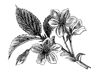 flower wildflower artwork drawing illustration digital image