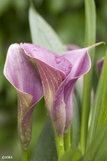 Cala (Zantedeschia)