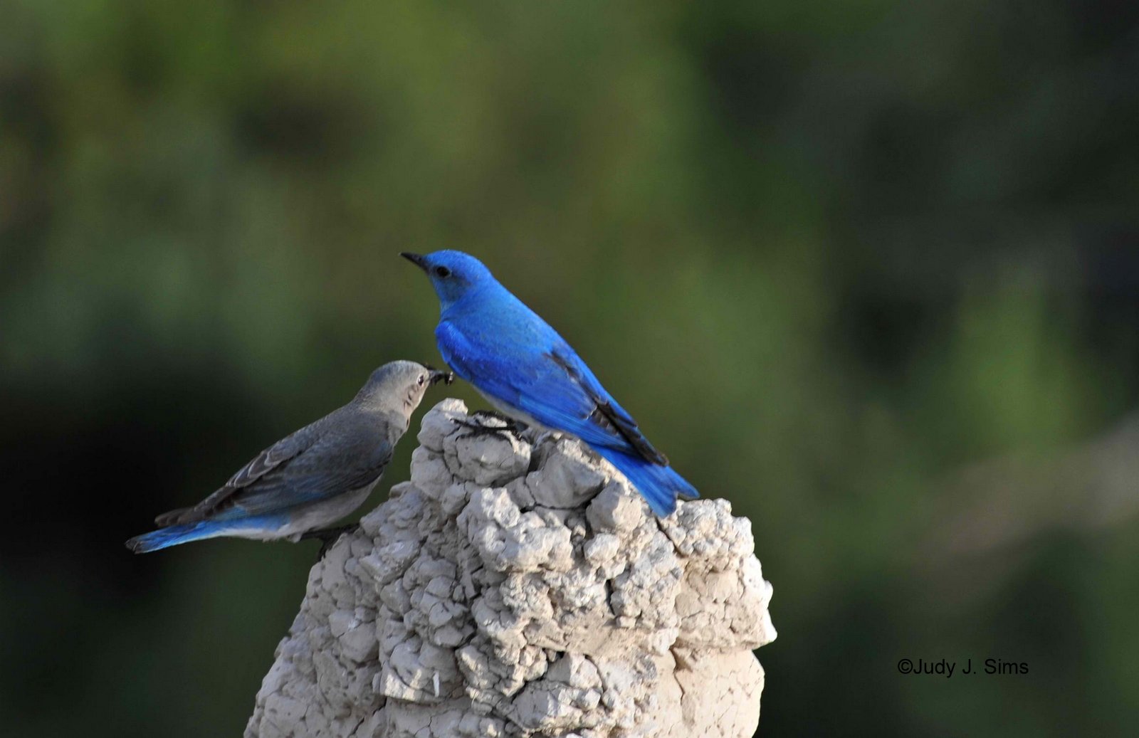 East Texas Birder on The Move Mountain Bluebirds and Wild Turkey in